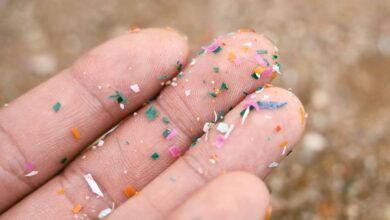 Microplásticos encontrados em alimentos contaminados podem chegar ao cérebro