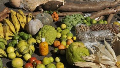 Insegurança alimentar: fome atingiu 3,2 milhões de lares brasileiros em 2023, diz IBGE