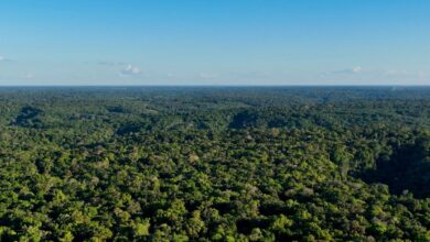 Confira como o Google tem usado IA para tornar o mundo mais sustentável