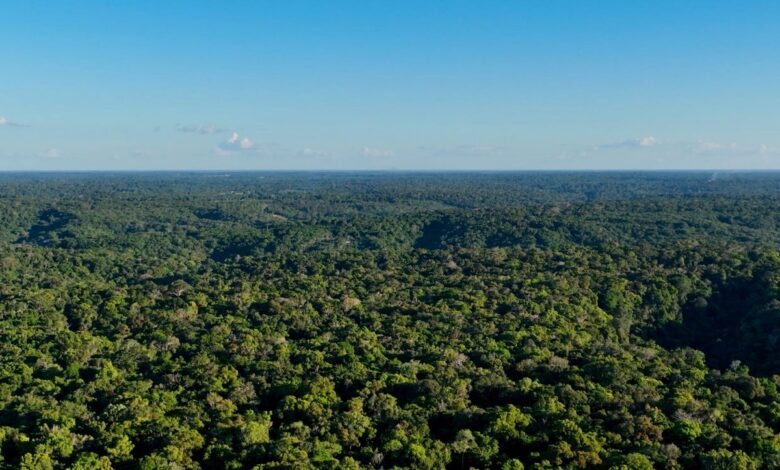 Confira como o Google tem usado IA para tornar o mundo mais sustentável